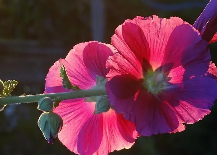 Aebnit By Interhome *