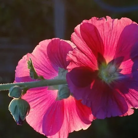 Aebnit By Interhome *